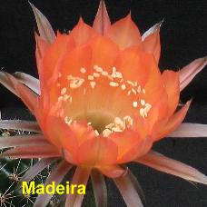 EP-H. Madeira.4.1.jpg 